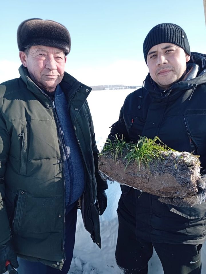 Басуларда нихәл