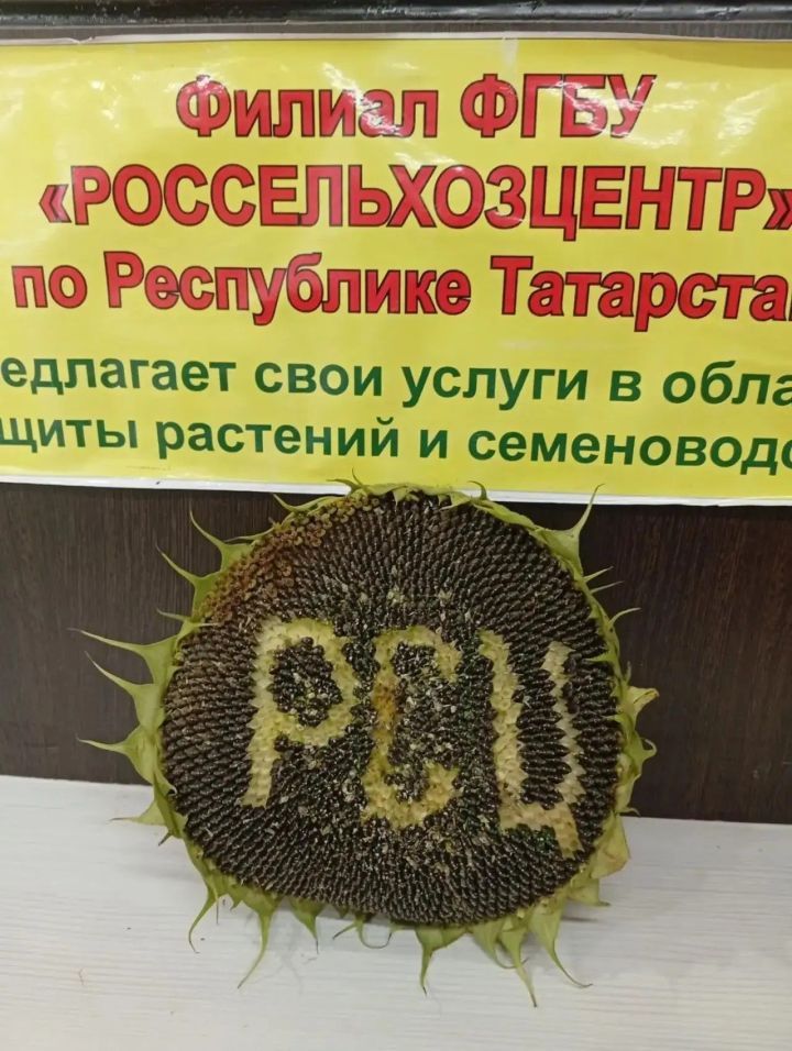 Агроном сүзе: «Кырлай» һәм «Игенче»дә игеннәр әйбәт үсә