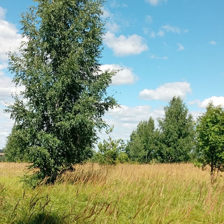 «Татарстанның чиста урманнары» акциясе башланды