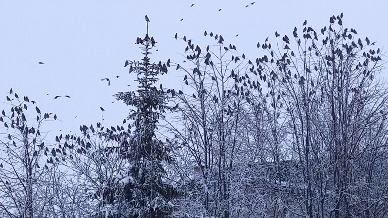 Миләш чыпчыклары бүген бигрәк тә каты очты...