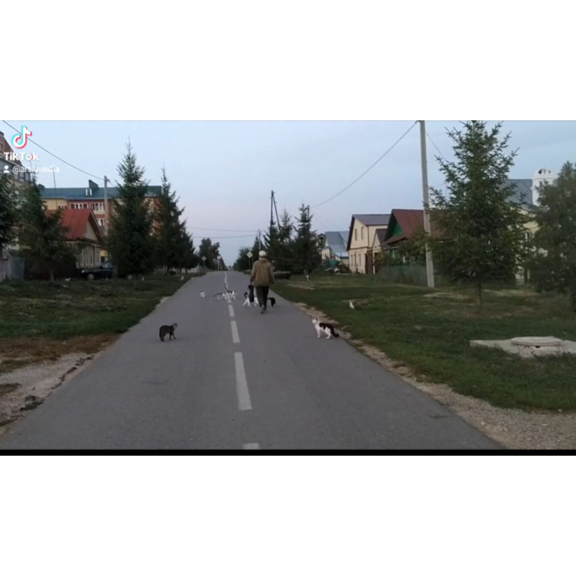 Балыкчыны көтүче мәчеләр саны арткан