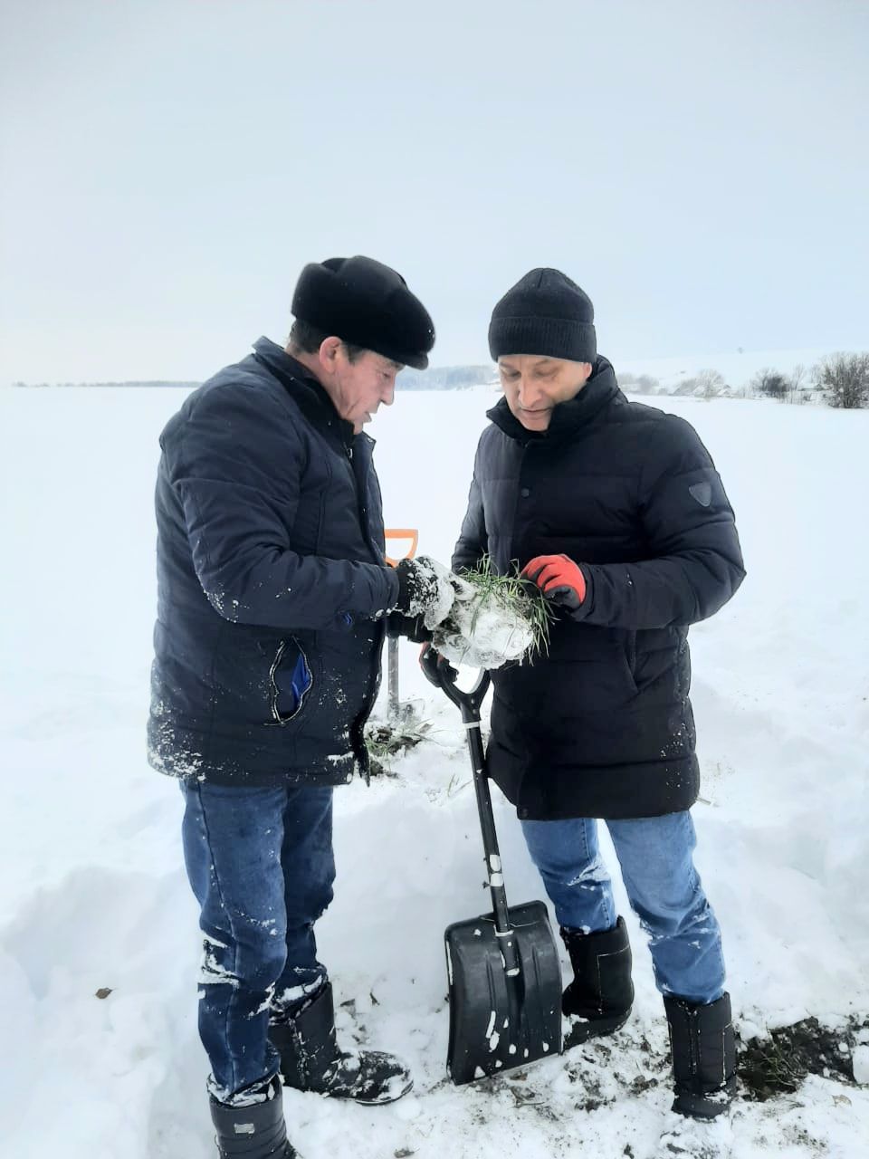 Басуларда нихәл