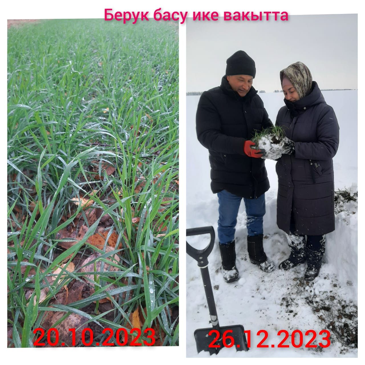Басуларда нихәл