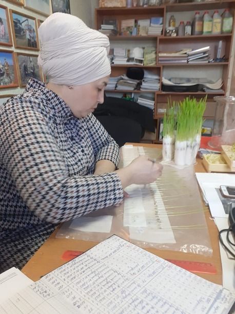 Чәчеләсе орлыкларны тикшерергә!