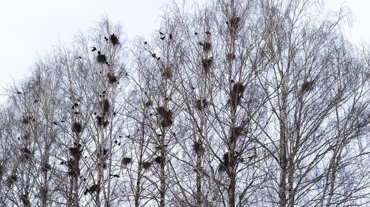 Иртәгә һава торышы
