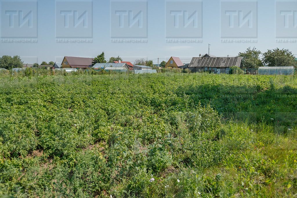 Иртә кирәкми көтәргә. Быел бәрәңгене кайчан утырту яхшы?