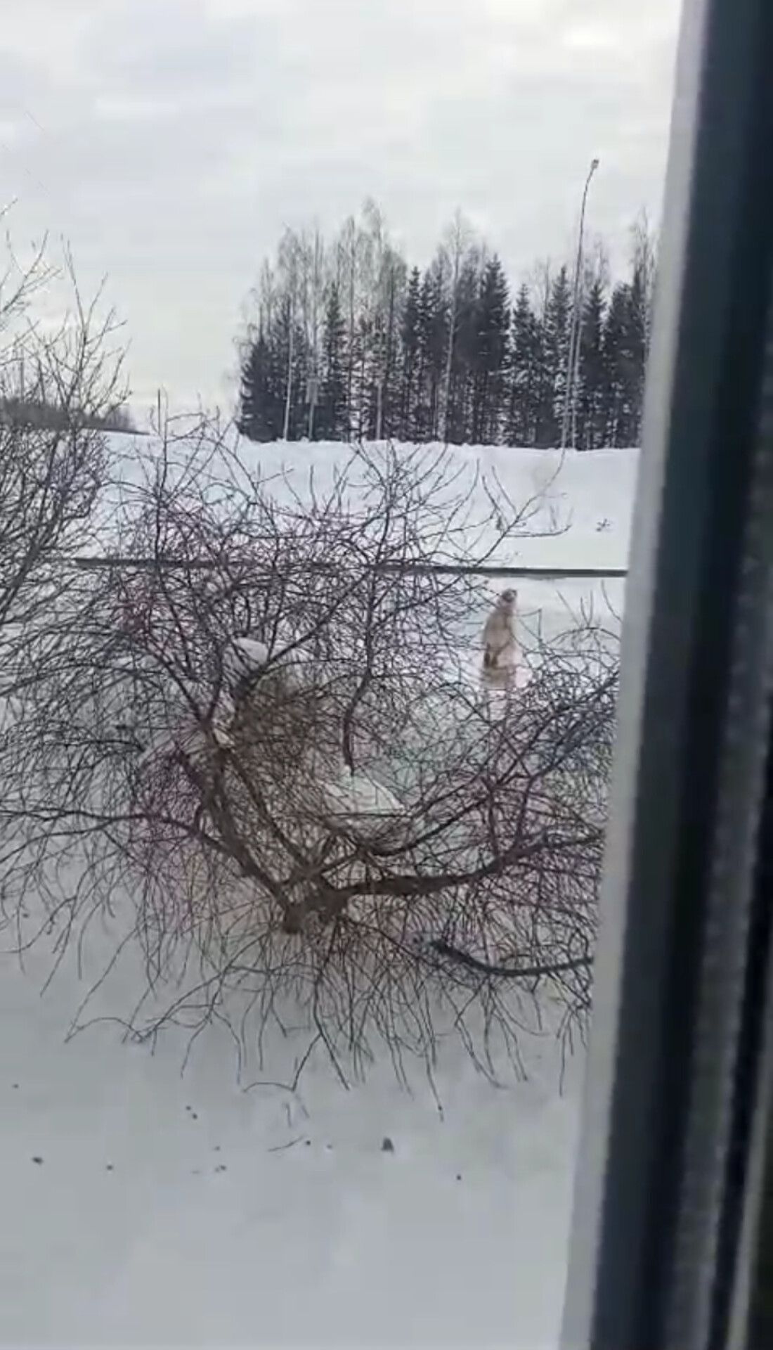 Куян, куян, куянкай... (ВИДЕО)