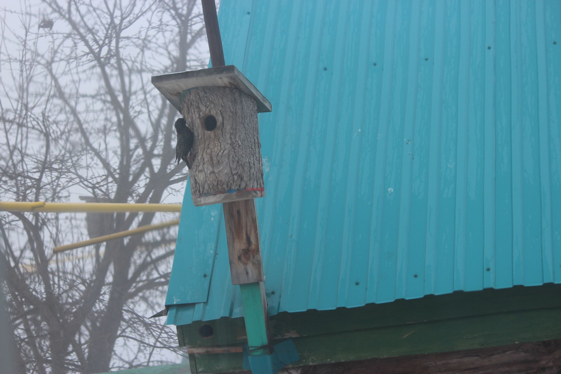 Бүген халыкара Кошлар көне