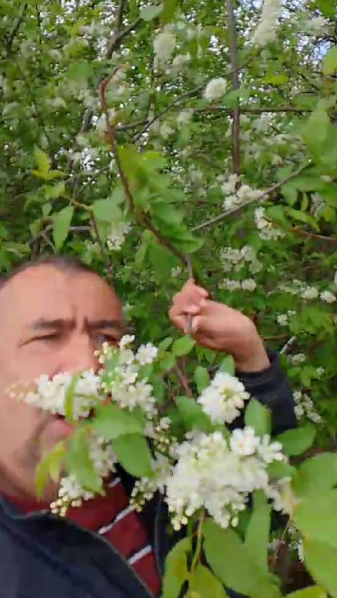 Татарстанда шомырт чәчәк аткан (ВИДЕО)