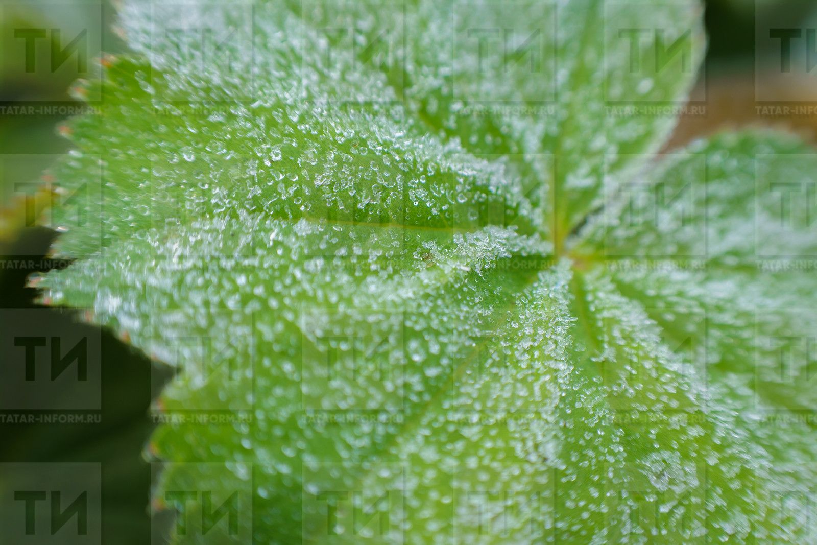 Кабат кыраулар көтелә