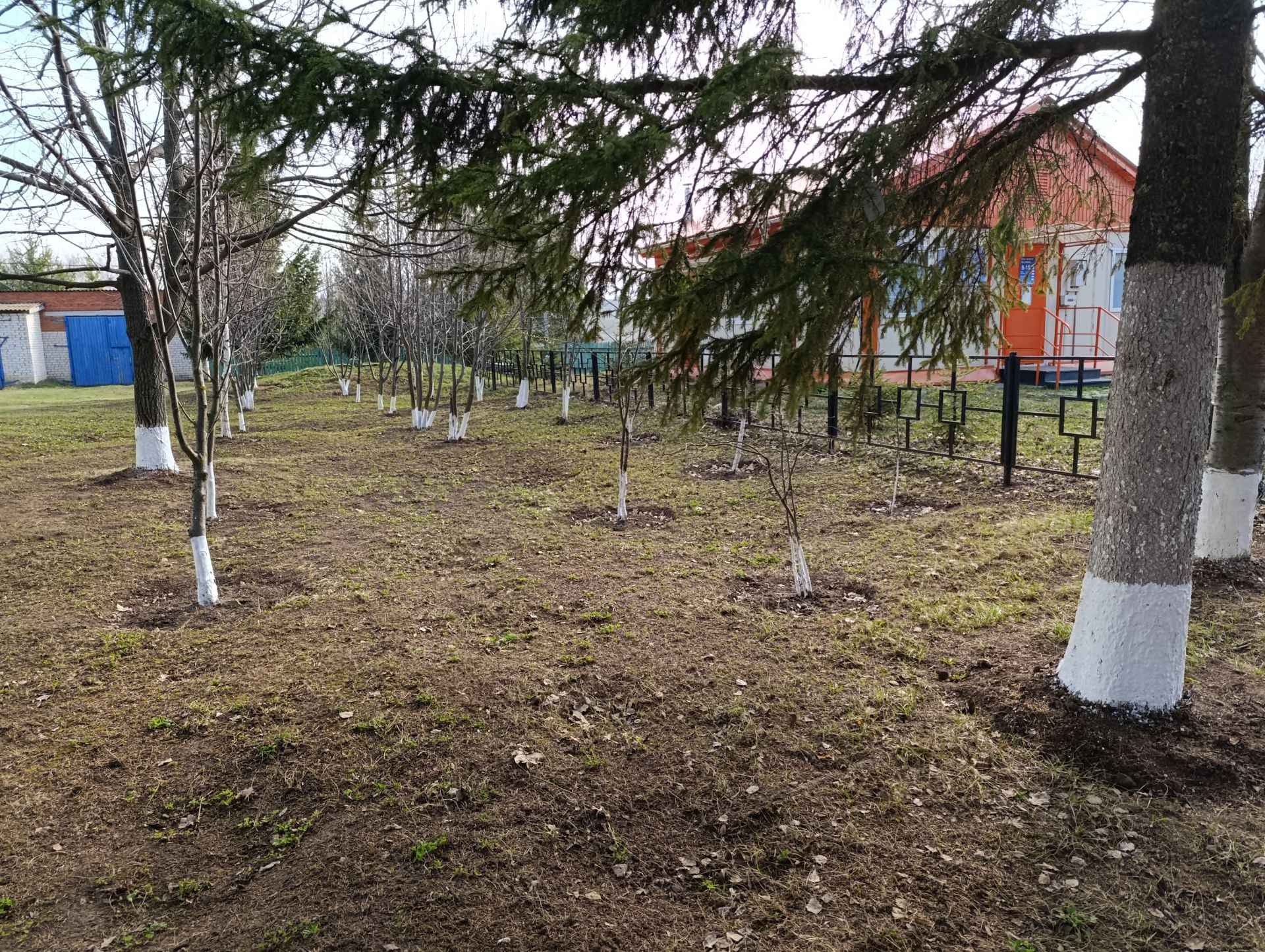 Өчиле мәктәбе укучылары агач төпләрен йомшартты