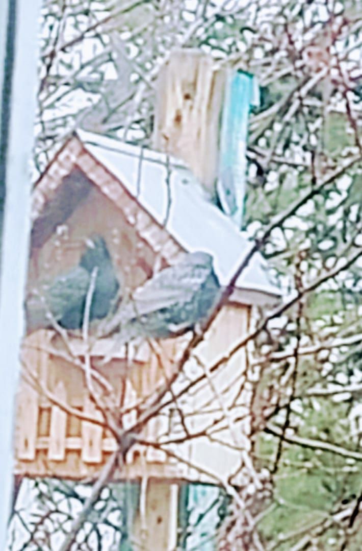 Хезмәттәшебез Ильяс Фәттаховның оныгы да үзенә охшаган: кошлар ярата