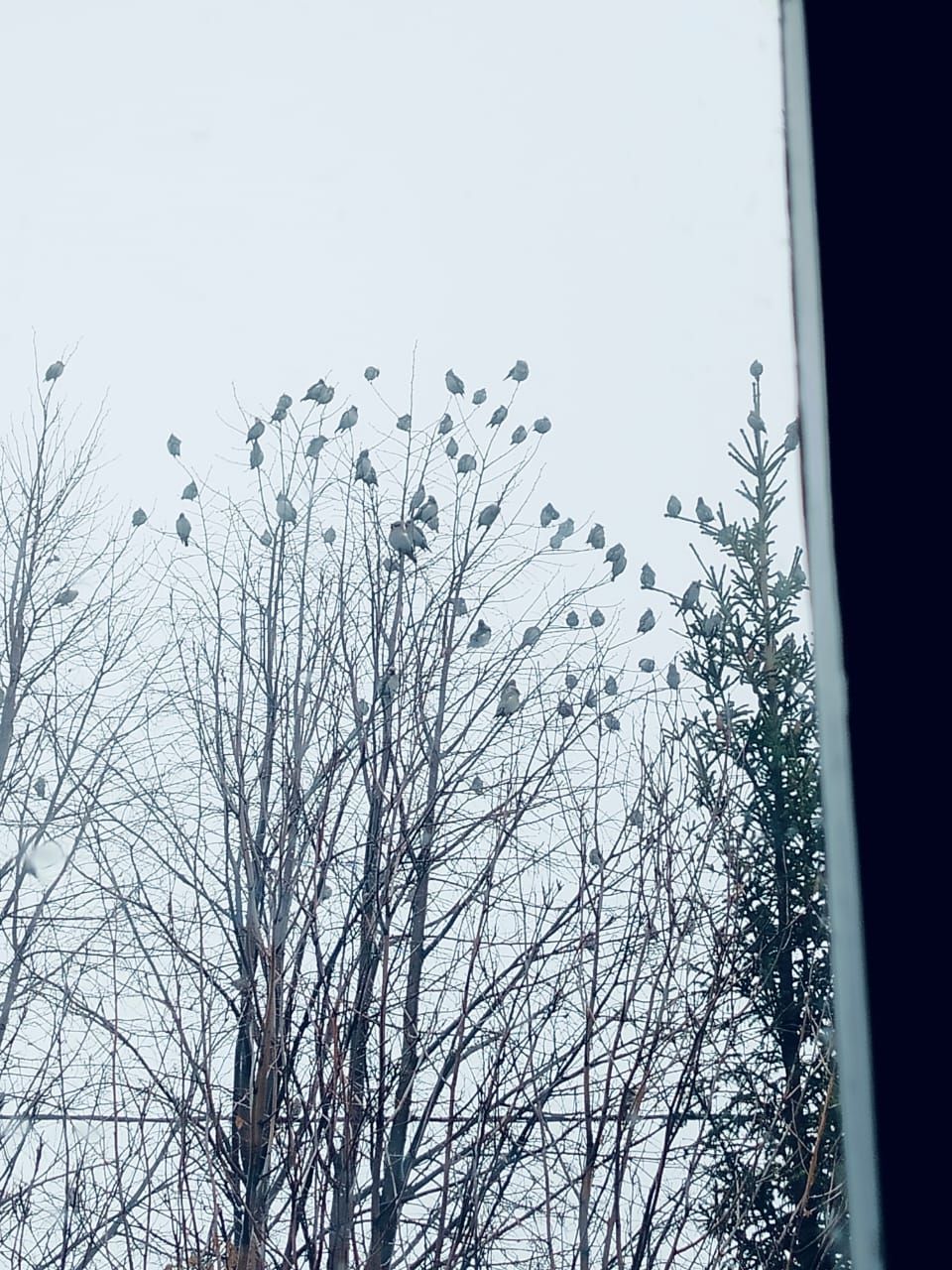 Хезмәттәшебез Ильяс Фәттаховның оныгы да үзенә охшаган: кошлар ярата