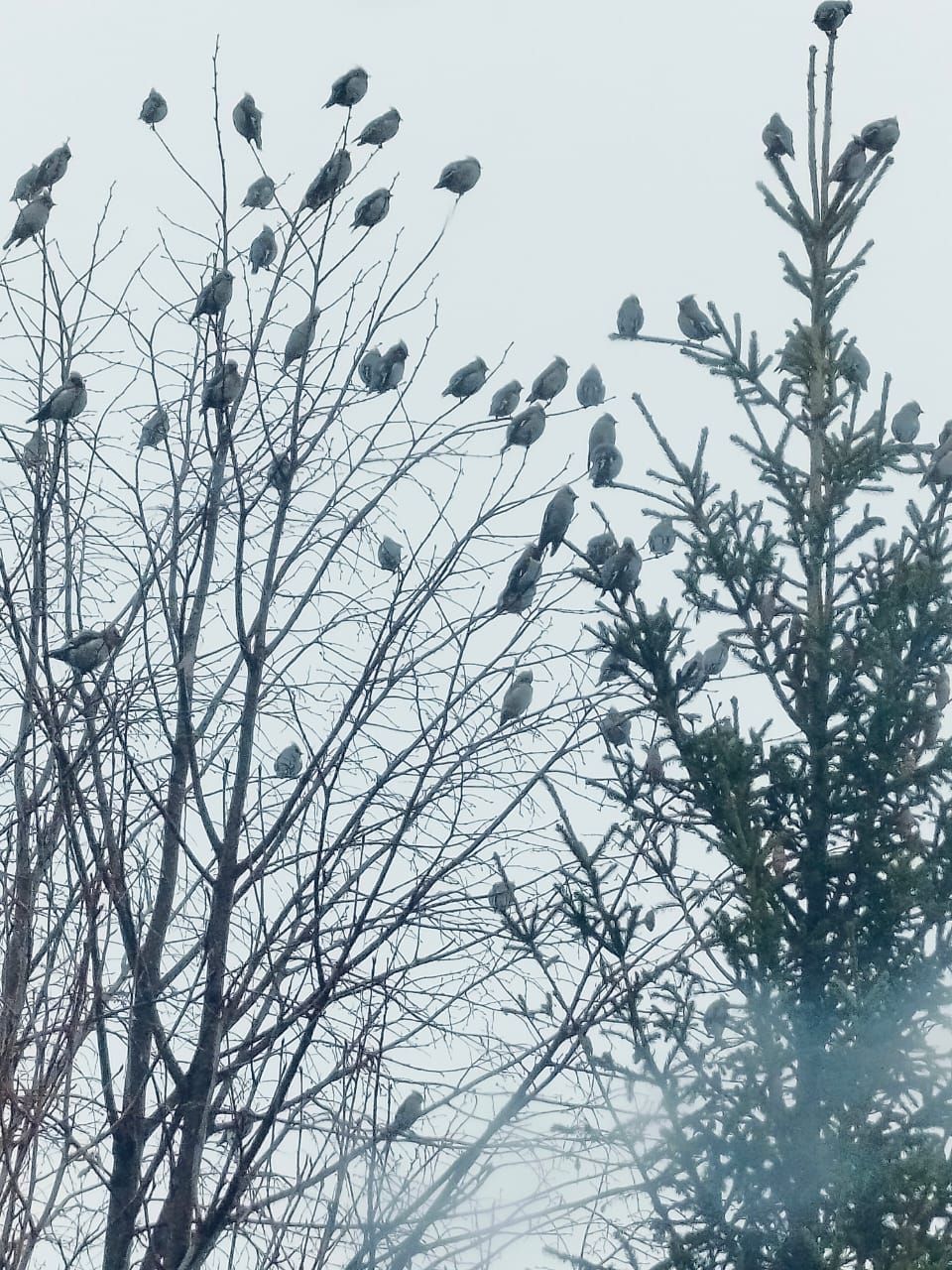 Хезмәттәшебез Ильяс Фәттаховның оныгы да үзенә охшаган: кошлар ярата