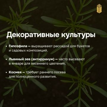 Гыйнвардан усемлекләрне утырта башласаң була