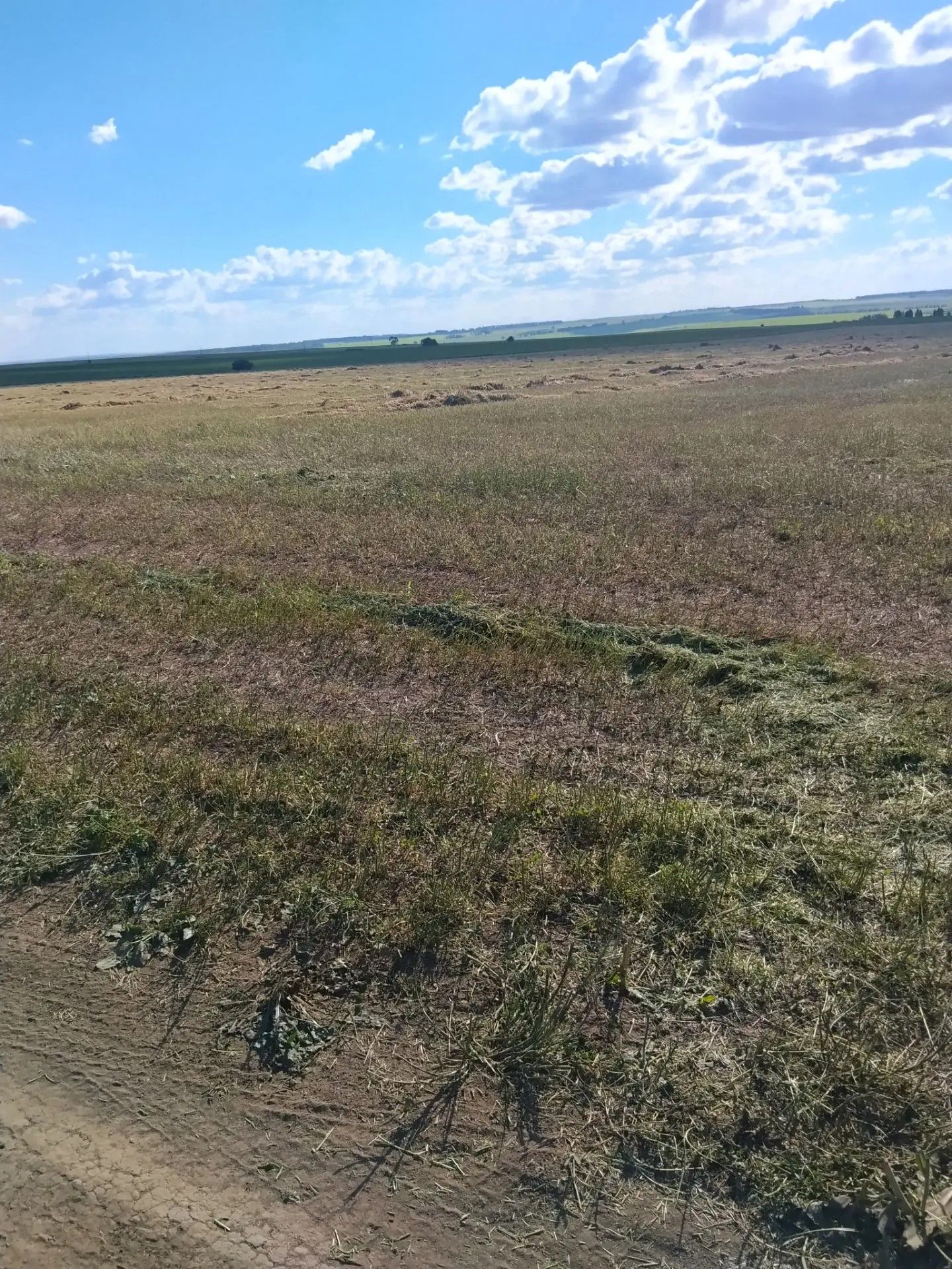 Арча районы авыл хуҗалыгы һәм азык төлек бүлеге җитәкчесе Айдар Рамазанов хуҗалыкларда азык әзерләү барышы белән танышты