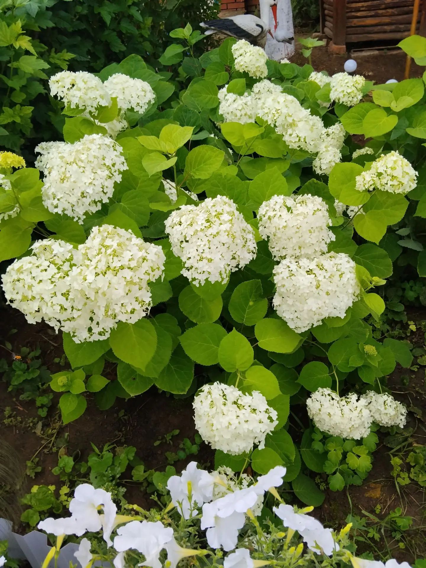 «Фотога төшү өчен генә дә киләләр»
