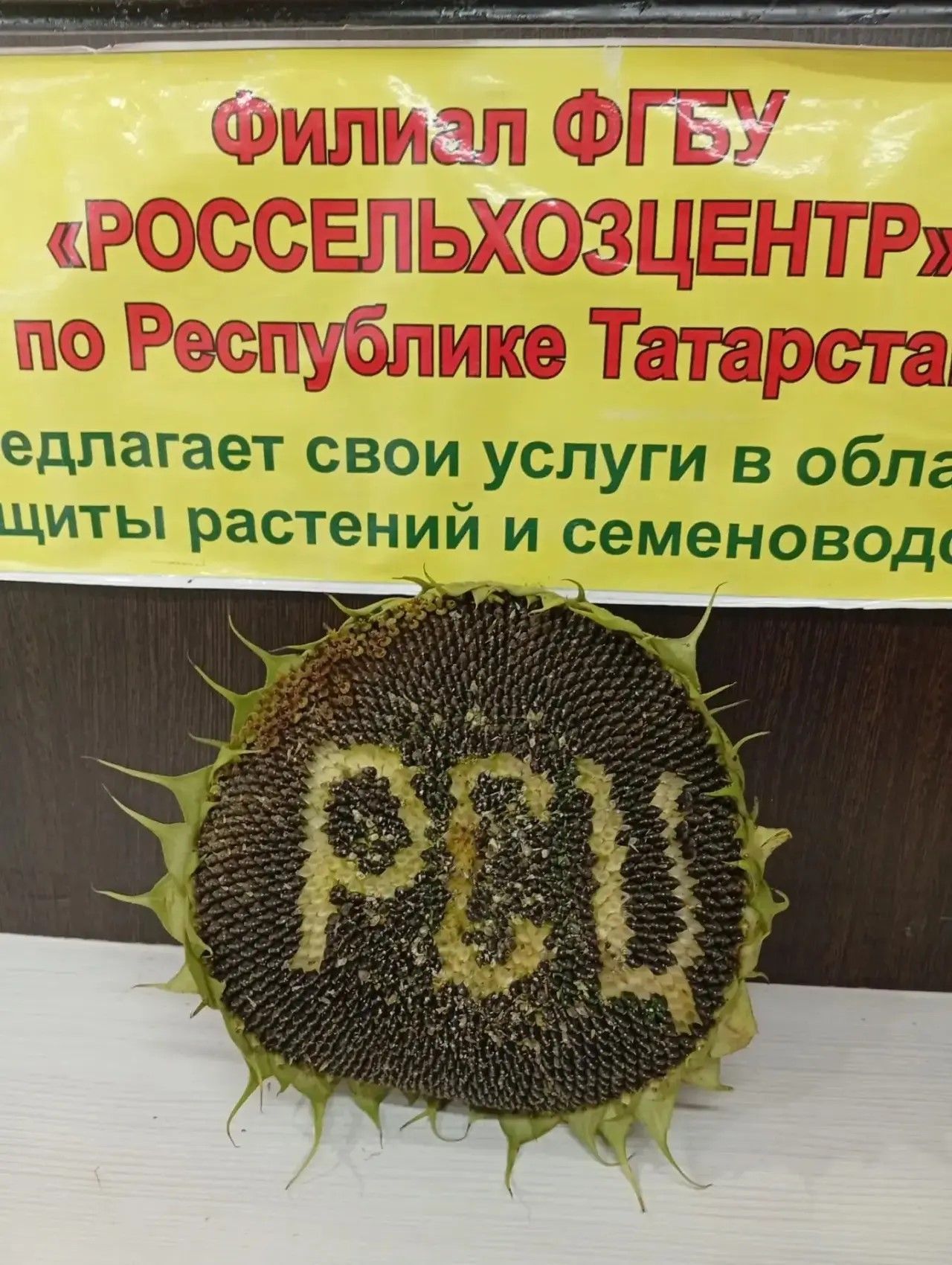 Агроном сүзе: «Кырлай» һәм «Игенче»дә игеннәр әйбәт үсә