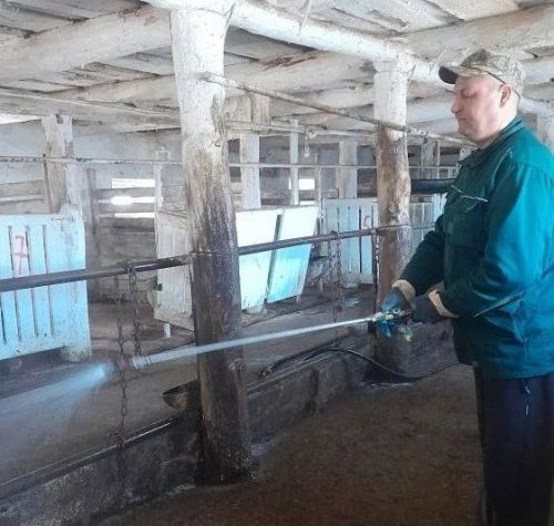 Хуҗалыкларда дезинфекция көне: Арча районында мал сәламәтлеген саклау чаралары көчәйтелә