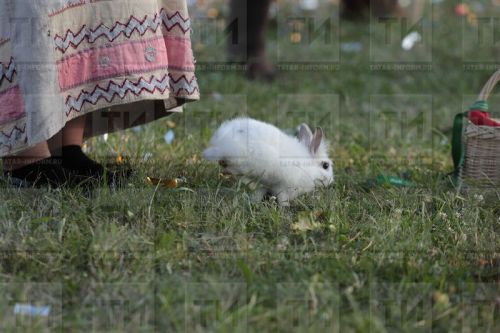 Куян елы ниләр вәгъдә итә? (2023 елга ЙОЛДЫЗНАМӘ)