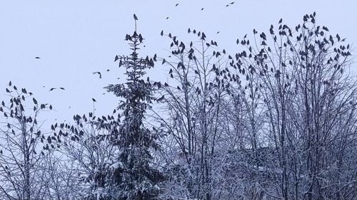 Миләш чыпчыклары бүген бигрәк тә каты очты...