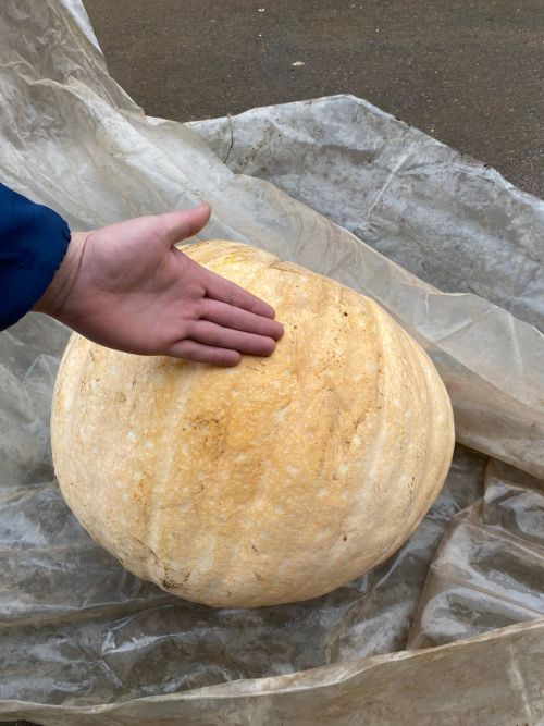 Фердинанд абый Шакиров үстергән кабак 50 килодан артып киткән