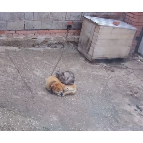 Эт белән мәче кебек яшәсеннәр иде әле