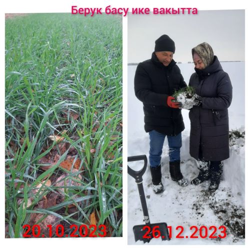 Басуларда нихәл
