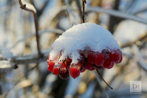 Балан бәлеше пешерү ЫСУЛЫ