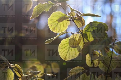 «Төшләремдә  ак күлмәктән син...»
