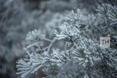 Татарстанда -3 градуска кадәр кырау төшәргә мөмкин һәм көчле җил көтелә