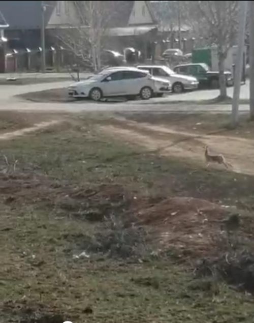 Арча урамында куян... (ВИДЕО)
