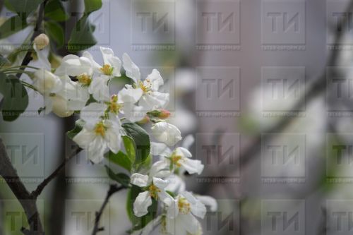 Ялларда безне нинди һава торышы көтә?