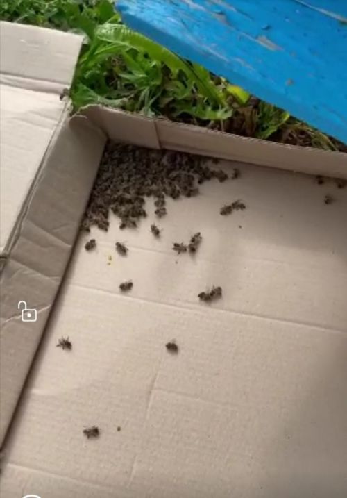 Басуларны эшкәрткәннән соң бал кортлары үлгән районыбыз умартачысы судта җиңде