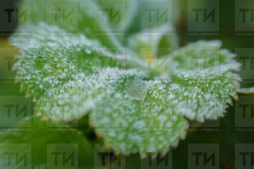 Татарстан синоптиклары кырау төшү сәбәпле кисәтү игълан итте