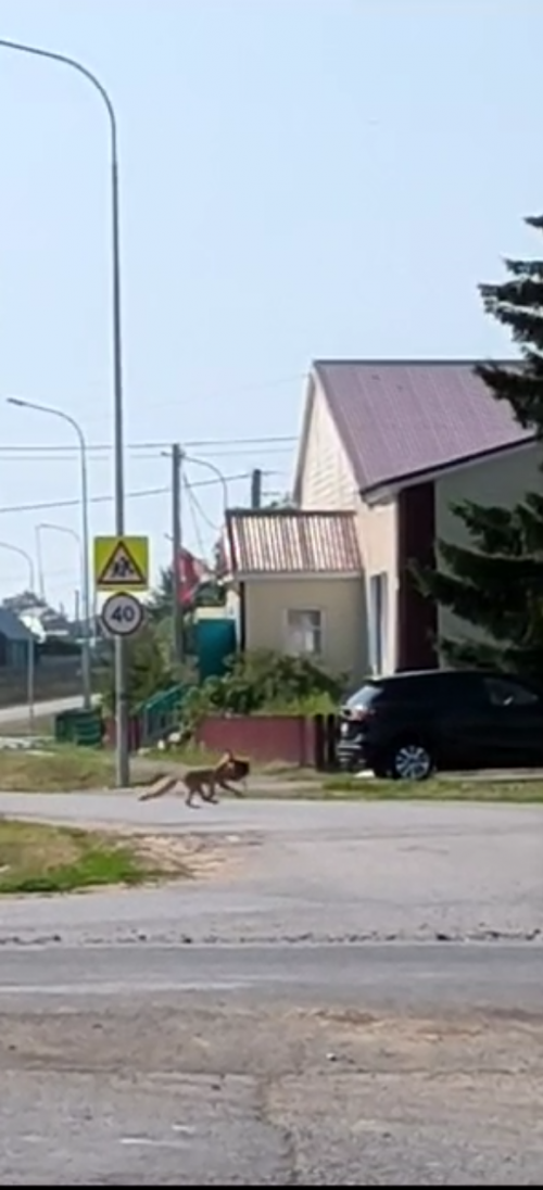 Төлкеләр авыл уртасында йөри (ВИДЕО)