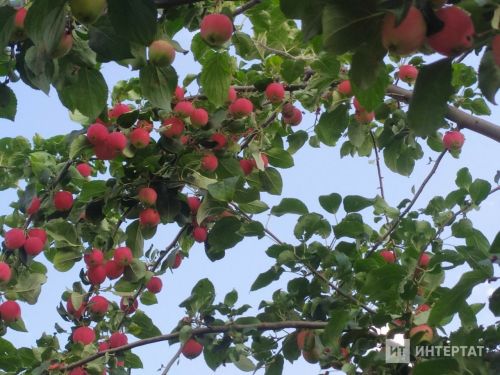 Алмадан кышка төрле ризыклар әзерләү өчен рецептлар