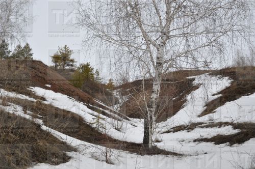 Быел яз нинди булыр: Ашытбашта яшәүче Рәис Шәкүровтан фараз