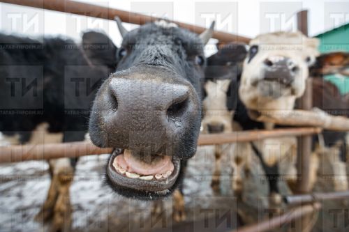 Татарстанда «өрәк» сөт заводы табылган