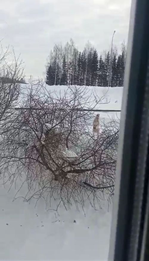 Куян, куян, куянкай... (ВИДЕО)