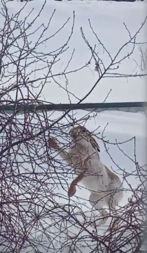 Куян, куян, куянкай... (ВИДЕО)