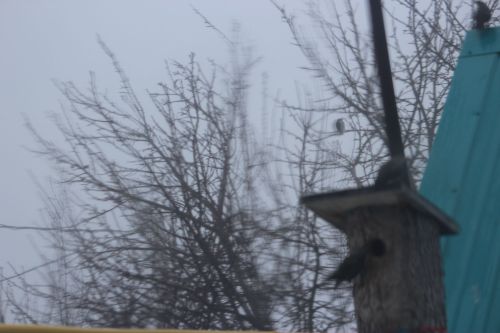 Бүген халыкара Кошлар көне