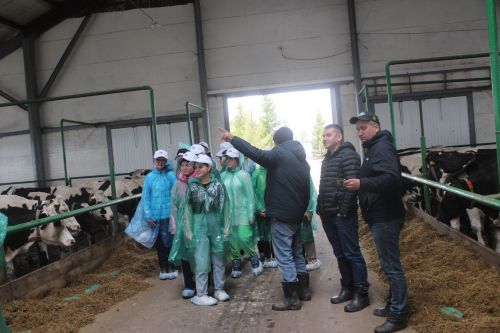 “Ак барс”та сыер савучылар 60 мең сум хезмәт хакы ала!