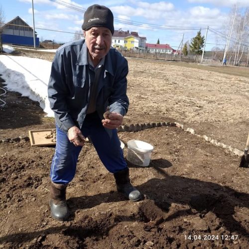 Балтачта бәрәңге утырта башлаганнар