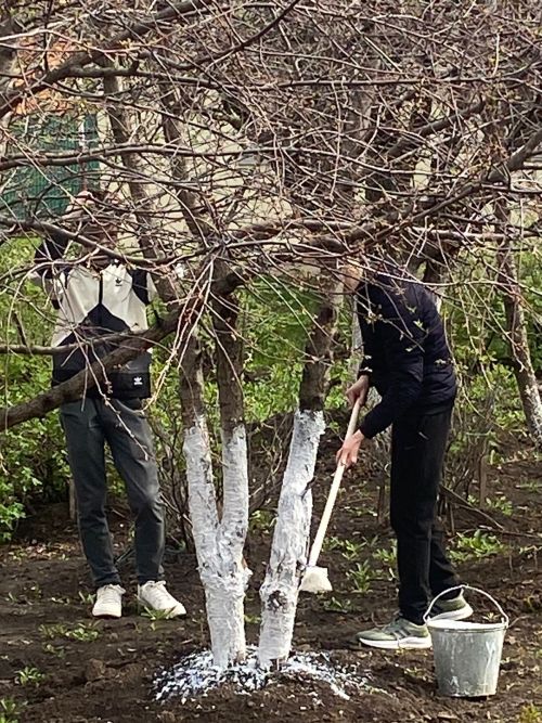 Бүген Арчада коры елгаларны, юл буйларын чистарттылар, агачларны буядылар