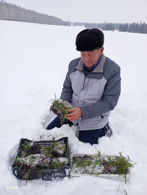 Арча районы хуҗалыклары басуларында көздән чәчкән уҗым культураларының хәле даими күзәтелеп торыла