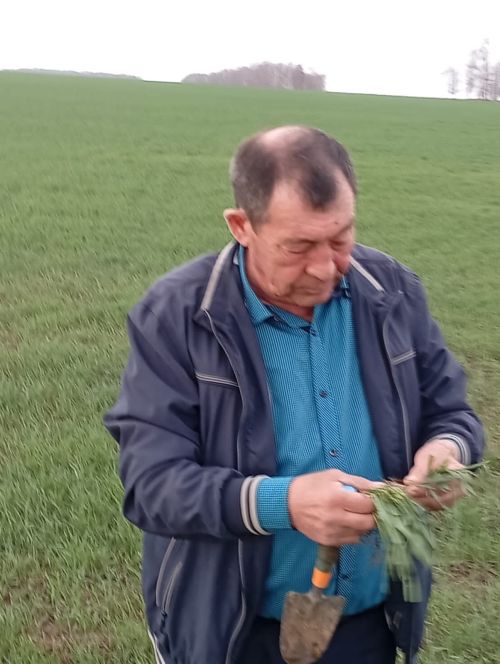 Һава торышы бөртекле культураларга ничек тәэсир итә