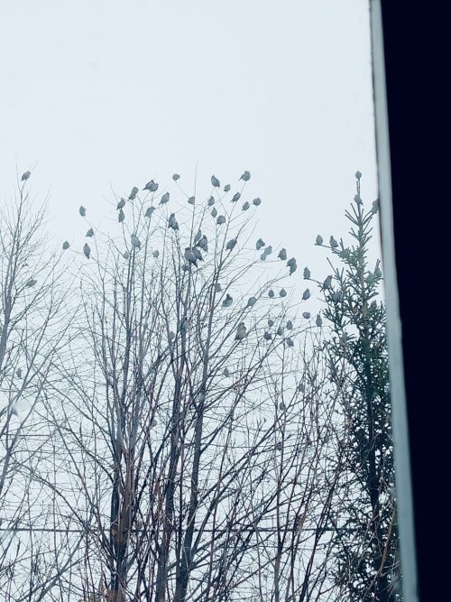 Хезмәттәшебез Ильяс Фәттаховның оныгы да үзенә охшаган: кошлар ярата