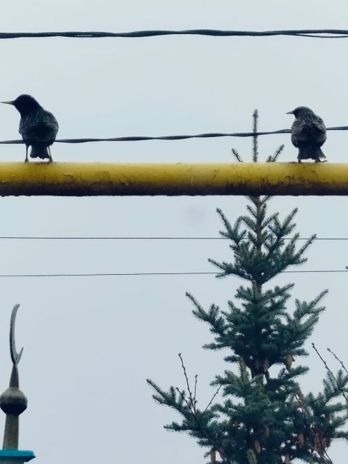 Хезмәттәшебез Ильяс Фәттаховның оныгы да үзенә охшаган: кошлар ярата