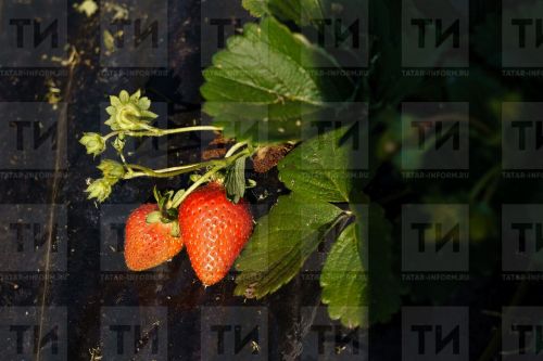 Җиләк утырту серләре